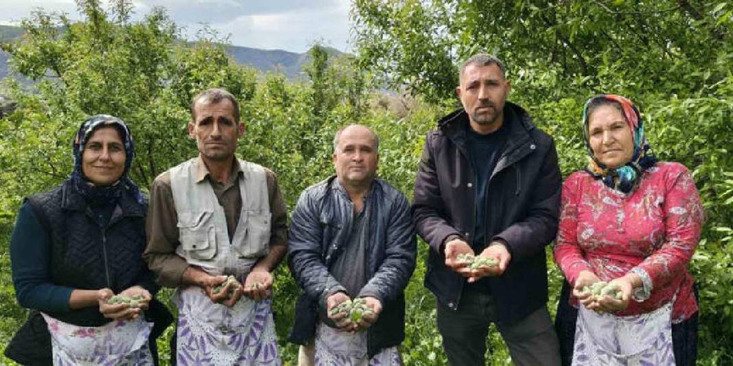 Turfanda çağla hasadı erkenden başladı: Kilosu 150 TL! 3